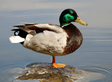 How to Butcher a Duck for the First Time Alone on the Farm