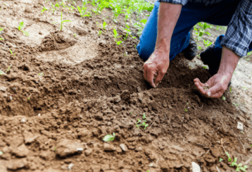 Realistic Goals You Can Make as a Homesteading Beginner