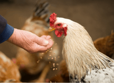 Fermented Feed: More For Your Money and Happier Hens