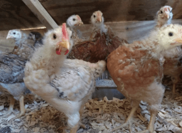 Raising Chicks for Beginners: Tips From an Intermediate Homesteader