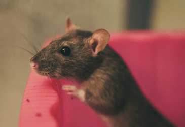 Dealing with Rodents on the Homestead (And How I Got Rid of Them)