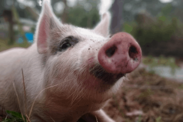 Getting a pig on the homestead, part 2