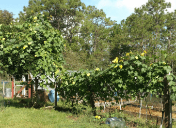 Growing Luffa Sponges: What To Do and What Not To Do