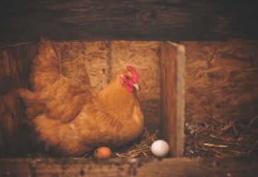 Egg Production and Why it Changes (Plus Tips for a Smooth Transition!)
