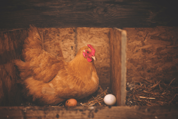 Egg production and why it changes