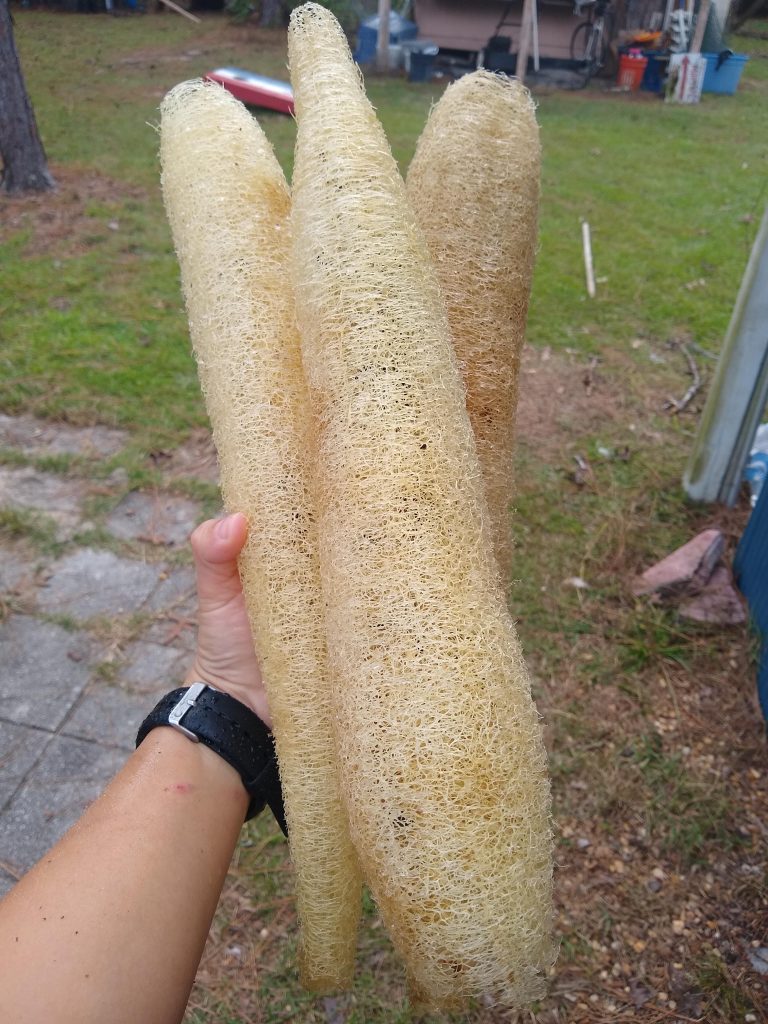 How and when to harvest home luffa (loofah) sponges Grow Where You Sow