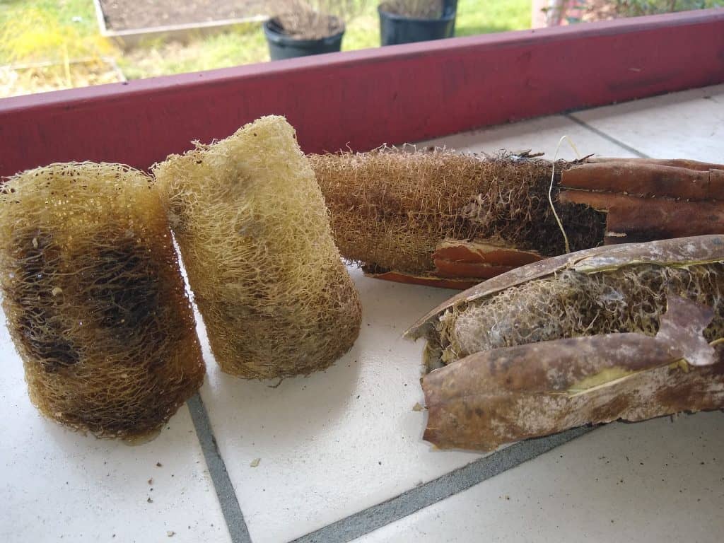 How and when to harvest home luffa (loofah) sponges Grow Where You Sow