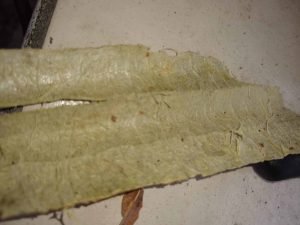 harvest luffa sponges