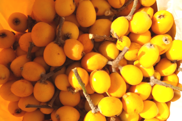 What are loquats?