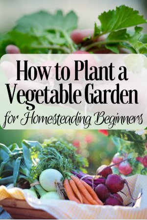 how to plant a vegetable garden