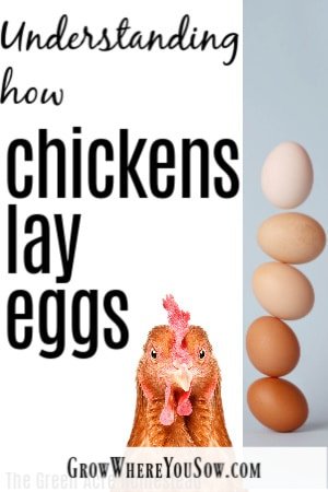 chickens lay eggs