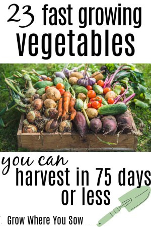 fast growing vegetables