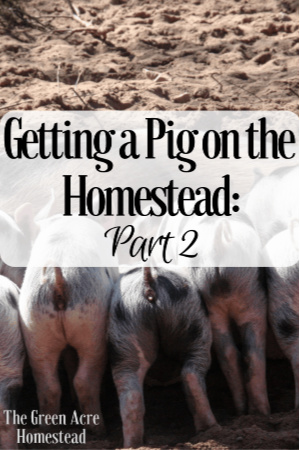 getting a pig on the homestead part 2