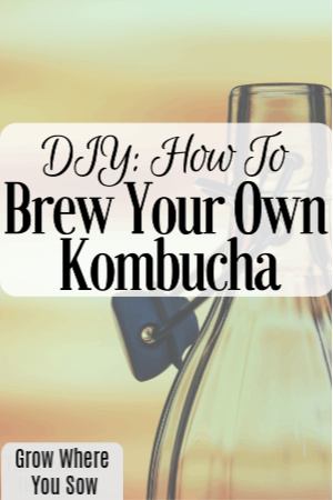 brew your own kombucha