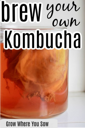 brew your own kombucha