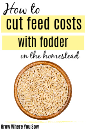 cut feed costs with fodder