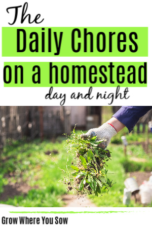daily chores