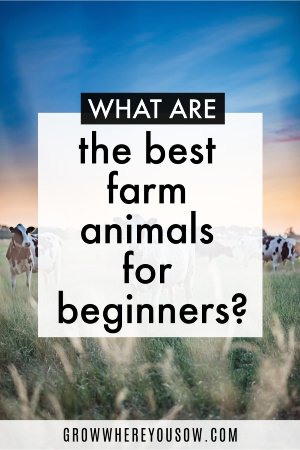 best farm animals for beginners