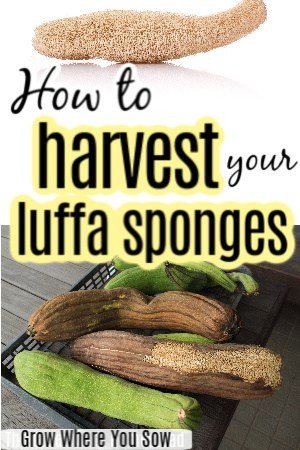 harvest luffa sponges