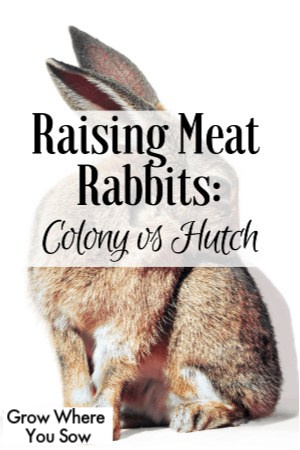 raising meat rabbits