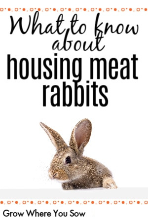 raising meat rabbits