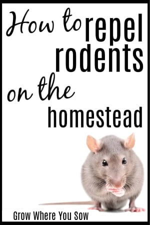 repel rodents