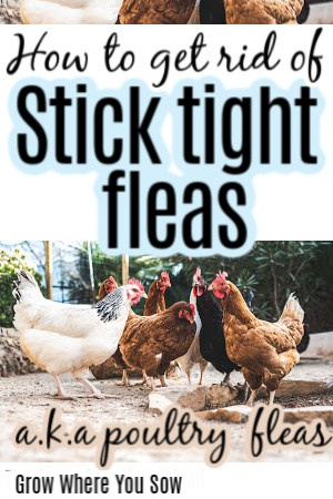 stick tight fleas