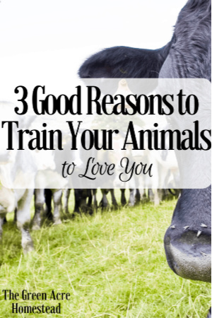 3 good reasons to train your animals