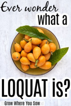 loquats