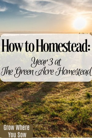 how to homestead year 3