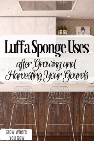 luffa sponge uses