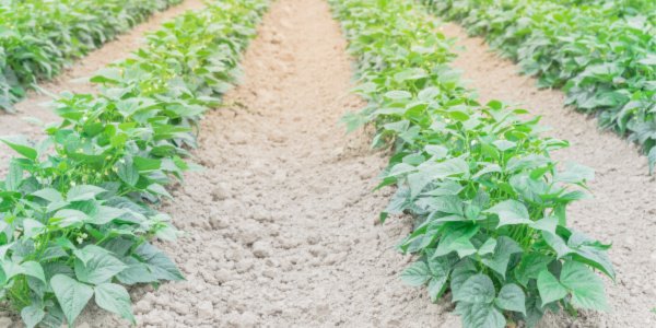 heat tolerant vegetables cowpeas