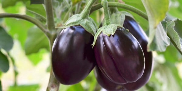 heat tolerant vegetables eggplant