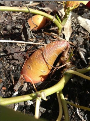 heat tolerant vegetables sweet potatoes