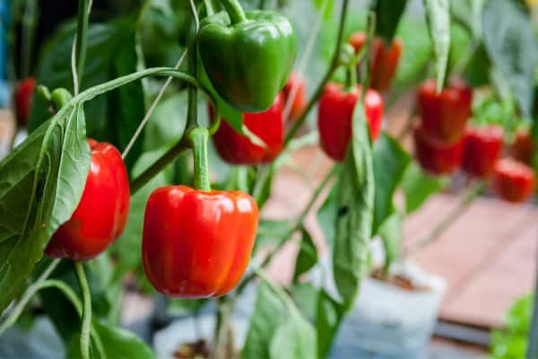 heat tolerant vegetables red bell peppers