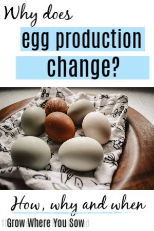 egg production
