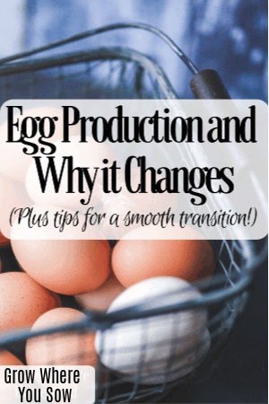 egg production