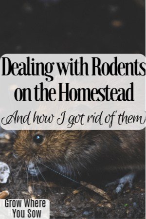 rodents on the homestead