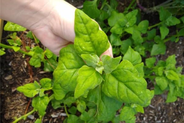 heat tolerant vegetables new zealand spinach