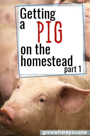 pig on the homestead part 1