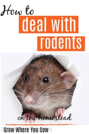 Dealing with rodents on the homestead | Grow Where You Sow