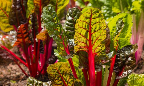 heat tolerant vegetables swiss chard