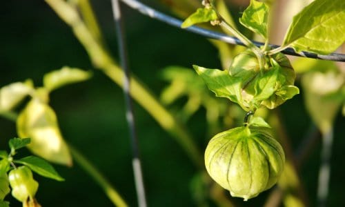 heat tolerant vegetables tomatillos