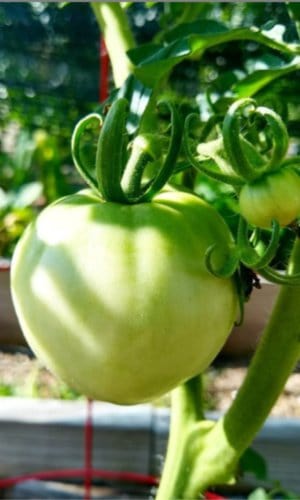 tomatoes heat tolerant vegetables