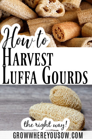 harvest luffa gourds