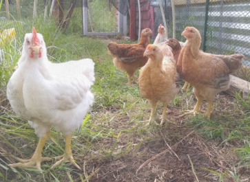 Dixie Rainbow Chickens: Dual-purpose, backyard breed