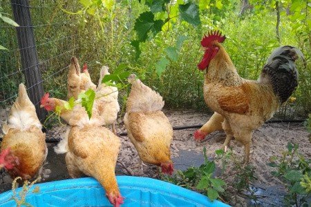 rainbow baby chicks