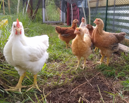 rainbow chickens