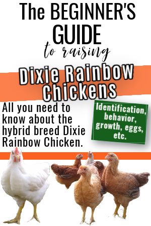 dixie rainbow chicken pinterest pin