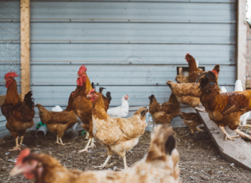 flock of chickens in a shed